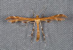 Oxyptilus pilosellae