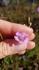 Agalinis maritima grandiflora