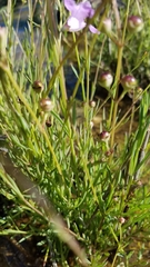Agalinis maritima grandiflora