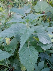 Urtica dioica