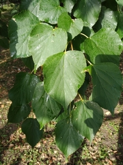 Tilia