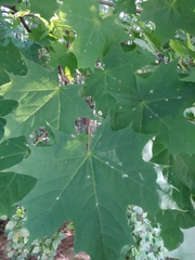 Acer platanoides