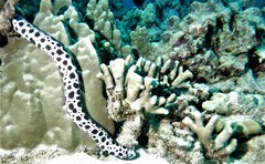 Uropterygius polyspilus