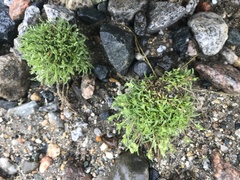 Mononeuria groenlandica