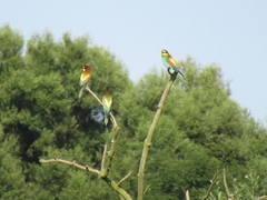 Merops apiaster