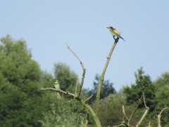 Merops apiaster