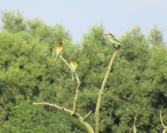 Merops apiaster
