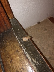 Eleutherodactylus johnstonei