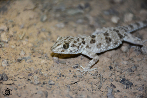 Caspian Bent-toed Gecko
