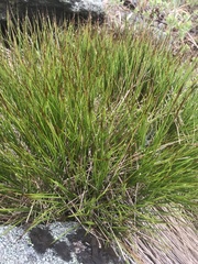 Oreojuncus trifidus