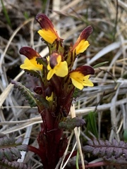 Pedicularis flammea