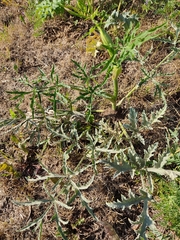 Heracleum sphondylium sibiricum