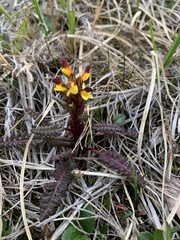 Pedicularis flammea