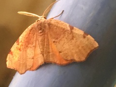 Achrosis rondelaria