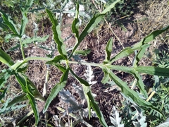 Heracleum sphondylium sibiricum