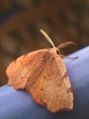 Achrosis rondelaria