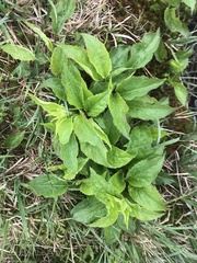 Solidago macrophylla