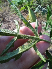 Heracleum sphondylium sibiricum