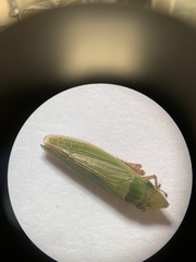 Draeculacephala mollipes