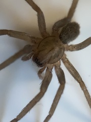 Anachemmis linsdalei