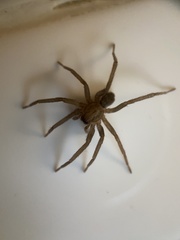 Anachemmis linsdalei
