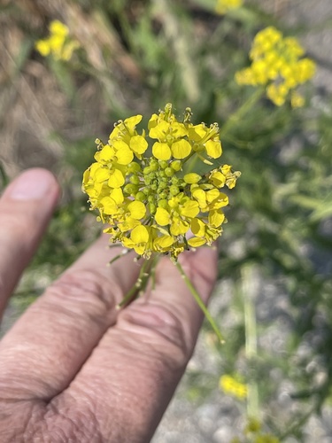 Sisymbrium loeselii iNat (3)