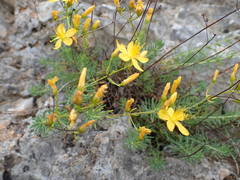 Hypericum coris