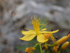 Hypericum coris