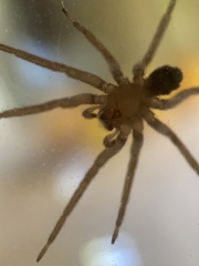 Anachemmis linsdalei