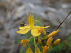 Hypericum coris