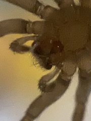 Anachemmis linsdalei