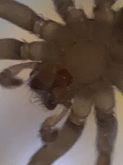 Anachemmis linsdalei