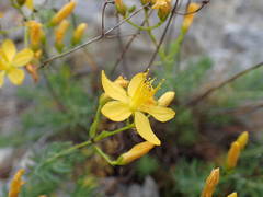 Hypericum coris