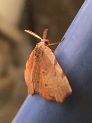 Achrosis rondelaria