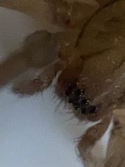 Anachemmis linsdalei