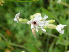 Microbotryum lychnidis-dioicae