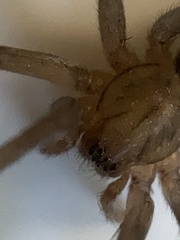 Anachemmis linsdalei