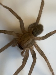 Anachemmis linsdalei