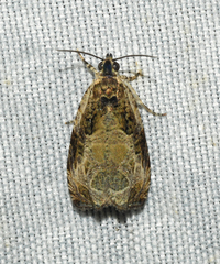 Olethreutes connectum
