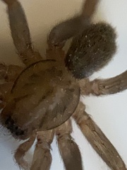 Anachemmis linsdalei
