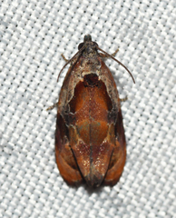 Zomaria interruptolineana