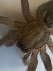Anachemmis linsdalei