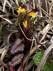 Pedicularis flammea