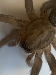 Anachemmis linsdalei