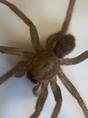 Anachemmis linsdalei