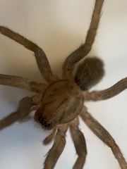 Anachemmis linsdalei