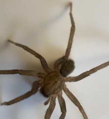 Anachemmis linsdalei