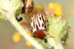 Zygogramma heterothecae