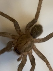 Anachemmis linsdalei