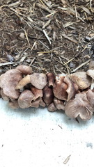 Collybiopsis luxurians